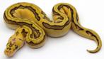 Genetic stripe clown ball pythons, Dieren en Toebehoren