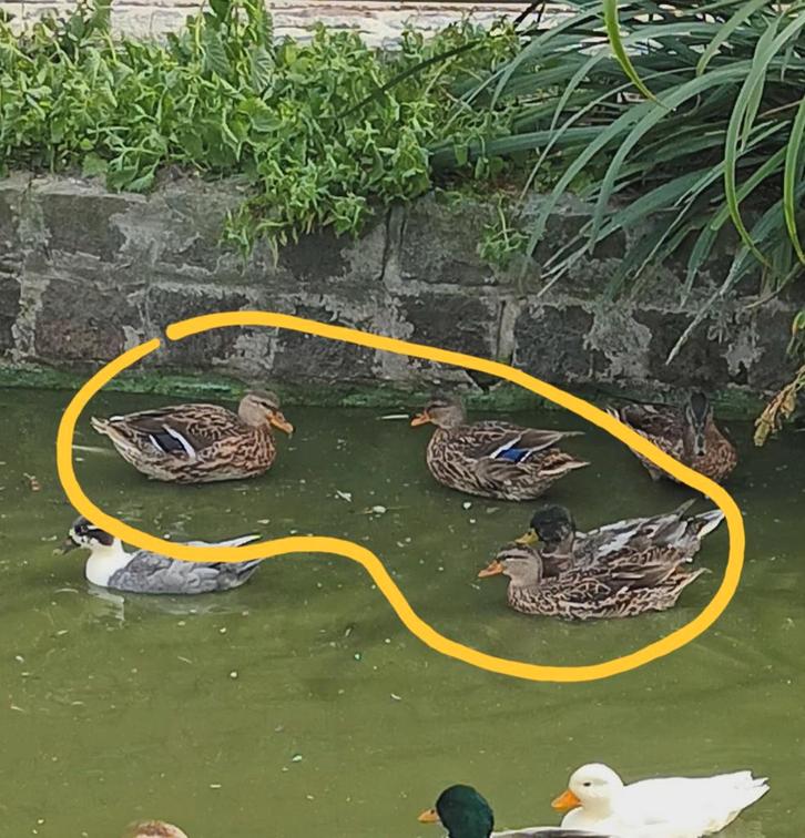 Eendjes te koop., Dieren en Toebehoren, Pluimvee, Eend, Meerdere dieren