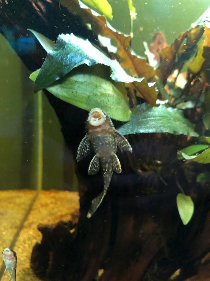 Ancistrus (poisson Laveur de vitre ), Animaux & Accessoires, Poissons | Aquariums & Accessoires