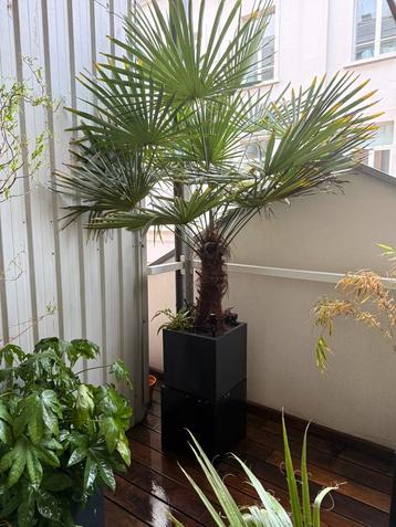 Chinese waaierpalm - Trachycarpus Fortunei 2m met plantenbaa beschikbaar voor biedingen