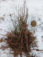 Gratis boompjes: zaailingen notelaar, Ophalen, Volle zon, Minder dan 100 cm