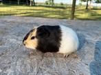 Gladhaar beertje, Dieren en Toebehoren, Knaagdieren, Cavia