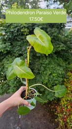 Philodendron Paraiso Verde, Ophalen of Verzenden