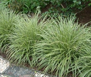 Carex morrowii, japanse zegge  beschikbaar voor biedingen