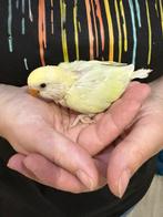 Dwergpapegaai baby handtam, Dieren en Toebehoren, Vogels | Parkieten en Papegaaien