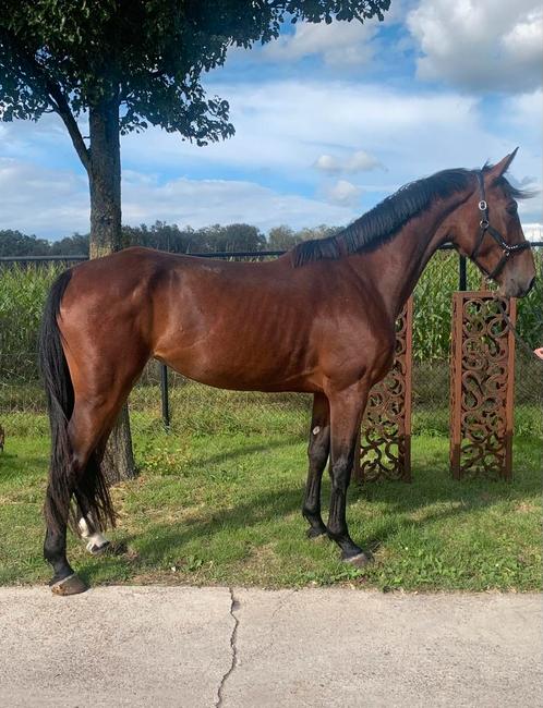 Belle grande jument avec pedigree, Animaux & Accessoires, Chevaux, Jument, Non dressé, 165 à 170 cm, 3 à 6 ans, Cheval de saut