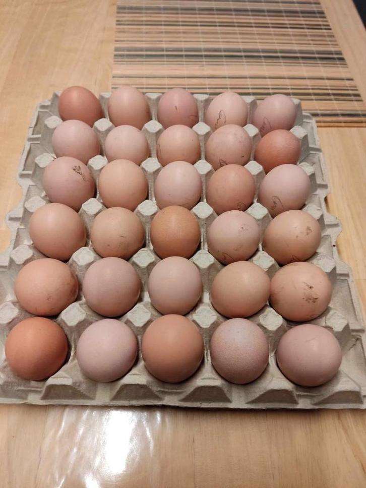 broedeieren, Animaux & Accessoires, Volatiles, Poule ou poulet, Sexe inconnu