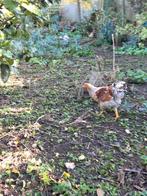 Wyandotte haan 2025, Dieren en Toebehoren, Pluimvee