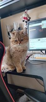 Britse kittens te koop, Dieren en Toebehoren, Katten en Kittens | Raskatten | Korthaar, Meerdere dieren, Gechipt, 0 tot 2 jaar