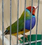 Gouldamandine, Animaux & Accessoires, Oiseaux | Accessoires, Enlèvement