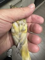 Tarin magellan, Dieren en Toebehoren, Ophalen
