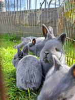 Blauwe Holicers, Dieren en Toebehoren, Konijnen, Meerdere dieren, Middelgroot, 0 tot 2 jaar