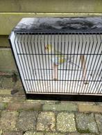 geelgroene lacewing, Dieren en Toebehoren, Vogels | Parkieten en Papegaaien, Geringd