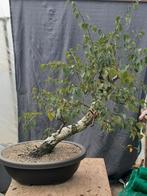 Bonsai berk, startmateriaal, Tuin en Terras, Planten | Bomen, Ophalen