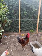 Jonge haan, Dieren en Toebehoren, Pluimvee, Mannelijk, Kip