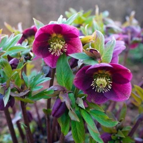 Helleboris ( mengeling paars roze of wit ), Tuin en Terras, Planten | Tuinplanten, Vaste plant, Halfschaduw, Lente, Ophalen of Verzenden