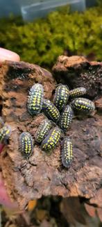 Isopods, Dieren en Toebehoren, Overige soorten