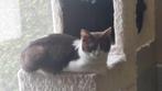 BRITSE KORTHAAR KITTEN MET STAMBOOM, Dieren en Toebehoren, Katten en Kittens | Raskatten | Korthaar, Poes, Gechipt, 0 tot 2 jaar
