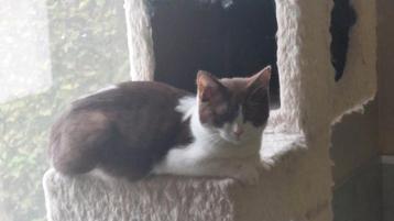BRITSE KORTHAAR KITTEN MET STAMBOOM  beschikbaar voor biedingen