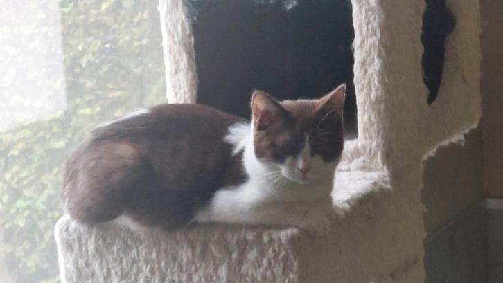 BRITSE KORTHAAR KITTEN MET STAMBOOM, Dieren en Toebehoren, Katten en Kittens | Raskatten | Korthaar, Poes, 0 tot 2 jaar, Met stamboom