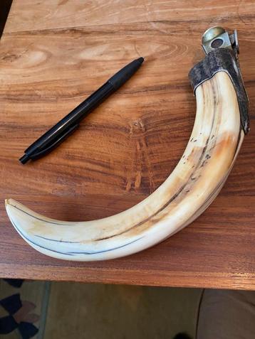 Sigarenknipper tand van wrattenzwijn 22 cm beschikbaar voor biedingen