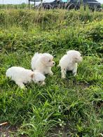Maltezer pups, België, Maltezer, 8 tot 15 weken, CDV (hondenziekte)