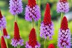 Primula Vialii, Jardin & Terrasse, Plantes | Jardin, Enlèvement, Mi-ombre