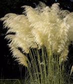 NATUURLIJKE PAMPASVEREN XXL, Ophalen, Nieuw, Binnen