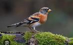 Keep gevraagd, Dieren en Toebehoren, Vogels | Overige Vogels, Meerdere dieren, Wildzangvogel, Geringd
