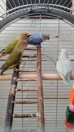 Jonge Roseicollis., Dieren en Toebehoren, Geslacht onbekend