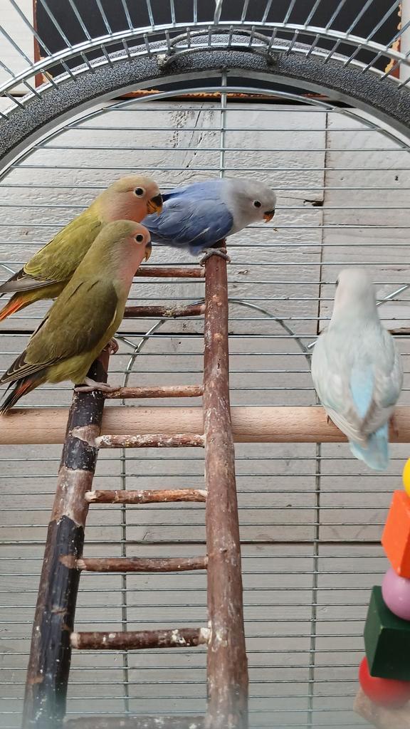 Jonge Roseicollis., Animaux & Accessoires, Oiseaux | Perruches & Perroquets, Sexe inconnu