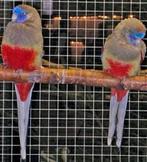 Bonnet bleu ventilé rouge