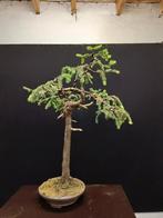 Picea bonsai (spar), Enlèvement ou Envoi