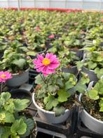 Anemone ‘Pamina’ potmaat 17cm, Tuin en Terras, Planten | Tuinplanten, Ophalen, Herfst, Vaste plant, Halfschaduw