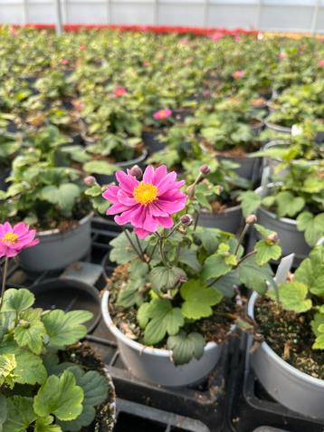 Anemone ‘Pamina’ potmaat 17cm beschikbaar voor biedingen