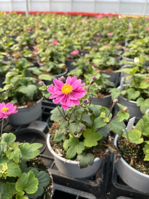 Anemone ‘Pamina’ potmaat 17cm, Tuin en Terras, Planten | Tuinplanten, Vaste plant, Halfschaduw, Herfst, Ophalen