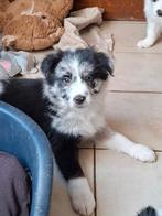 Zwart-witte en bleu merle border collie pups op boerderij, Dieren en Toebehoren, Parvo, België, Reu, 8 tot 15 weken