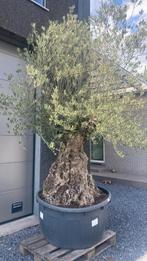 Olijfboom bonsai, Tuin en Terras, Planten | Bomen, Ophalen, Olijfboom