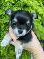 Chihuahua pups met FCI stamboom, Parvovirose, Plusieurs, Belgique, 8 à 15 semaines