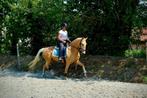 6 jarige Lusitano palomino merrie, volle papieren, Merrie, Met stamboom, Minder dan 160 cm, B