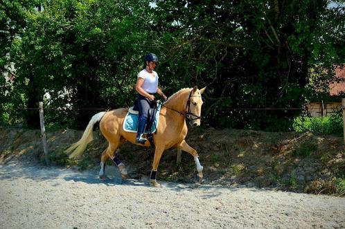 6 jarige Lusitano palomino merrie, volle papieren, Dieren en Toebehoren, Paarden, Merrie, B, Minder dan 160 cm, 3 tot 6 jaar, Dressuurpaard