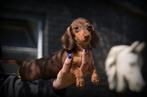 Chiots teckel caninchen, Poils courts, Chienne, Belgique, Plusieurs
