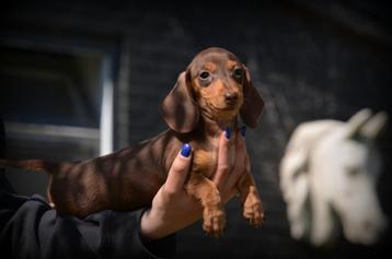 Teckel pups kaninchen beschikbaar voor biedingen