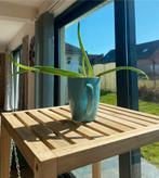 Aloe Vera plante d’intérieur, Ophalen, Zo goed als nieuw