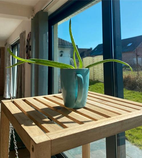Aloe Vera plante d’intérieur, Kinderen en Baby's, Kinderkamer | Beddengoed, Zo goed als nieuw, Ophalen