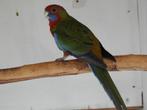 wildkleur pennant, Dieren en Toebehoren, Vrouwelijk, Parkiet, Geringd