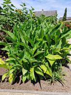 Canna tuerckheimii  5€, Ophalen, Vaste plant