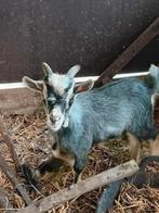 Blauwschimmel bokje, Dieren en Toebehoren, Schapen, Geiten en Varkens