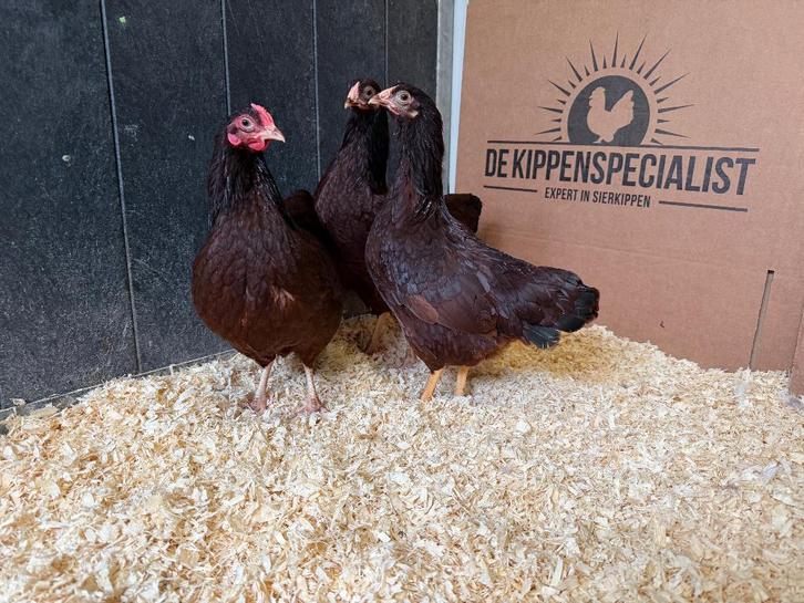 Jonge tamme Wyandotte kriel rood gesekst en ingeënt, Dieren en Toebehoren, Pluimvee, Kip, Vrouwelijk