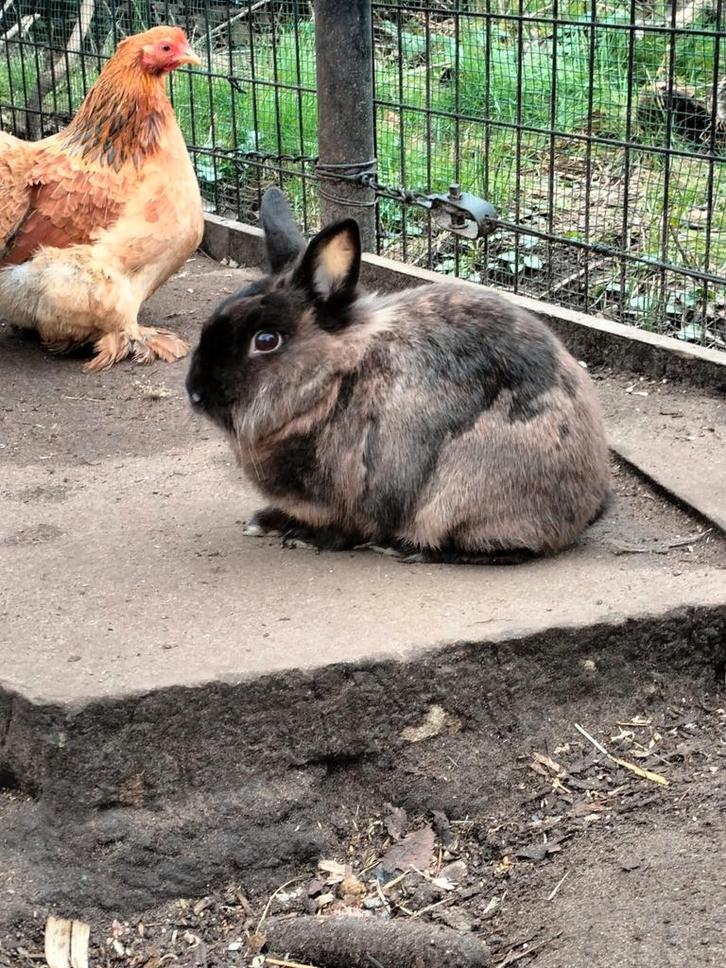 Dwergkonijntjes, Animaux & Accessoires, Lapins, Nain, Mâle, 0 à 2 ans